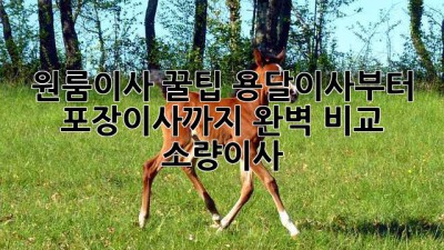 원룸이사 꿀팁🍯 용달이사부터 포장이사까지 완벽 비교! #소량이사
